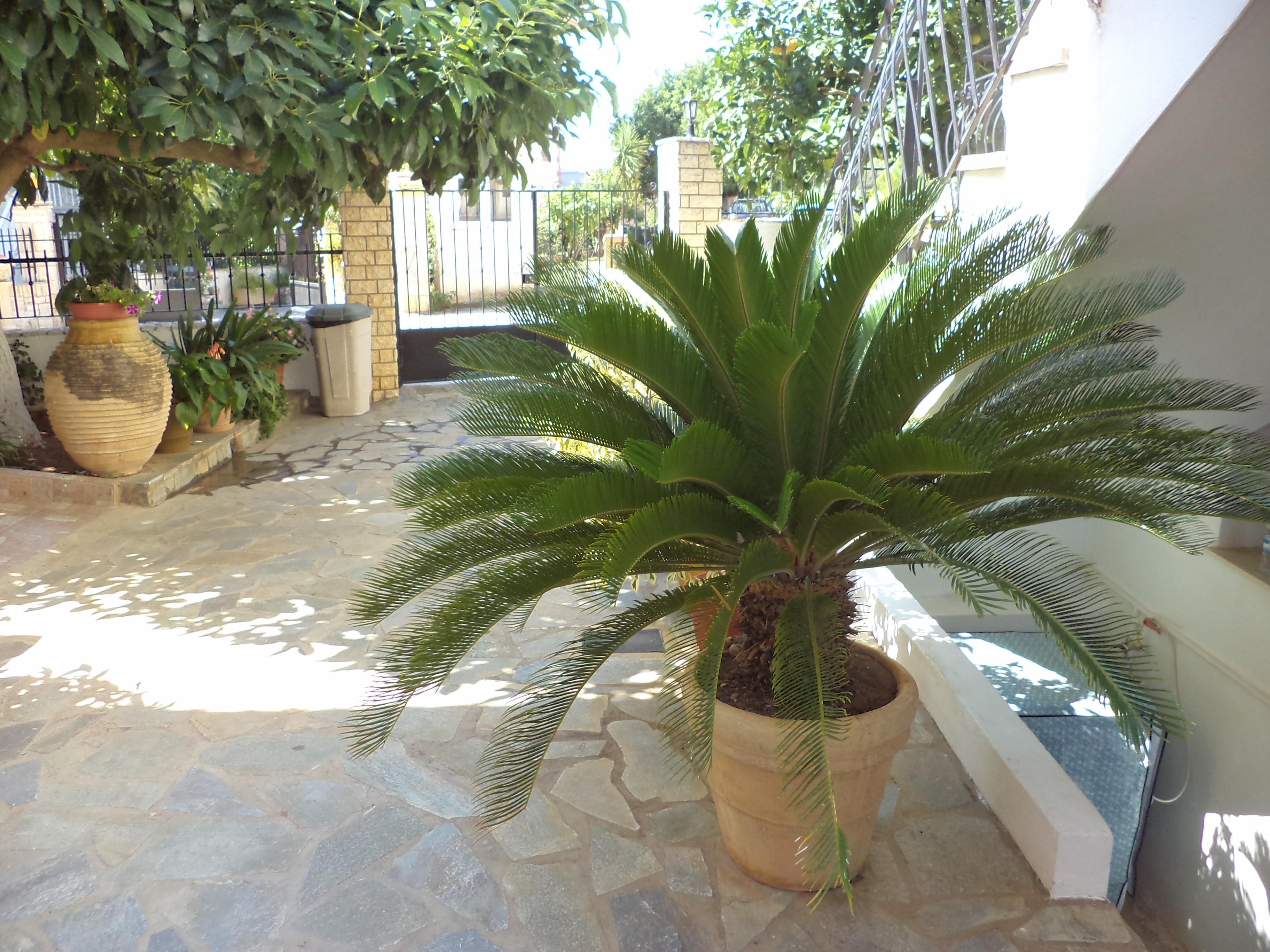 Dionysios Studios Skala  Exterior foto